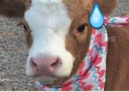 娱乐吃瓜酱胖猫,揭秘娱乐圈那些不为人知的幕后故事